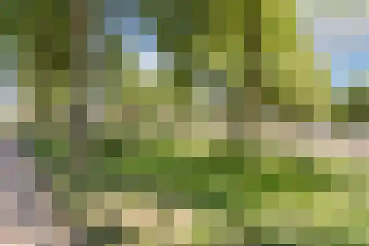 Haagwinde 2 Bladel thumbnail 40