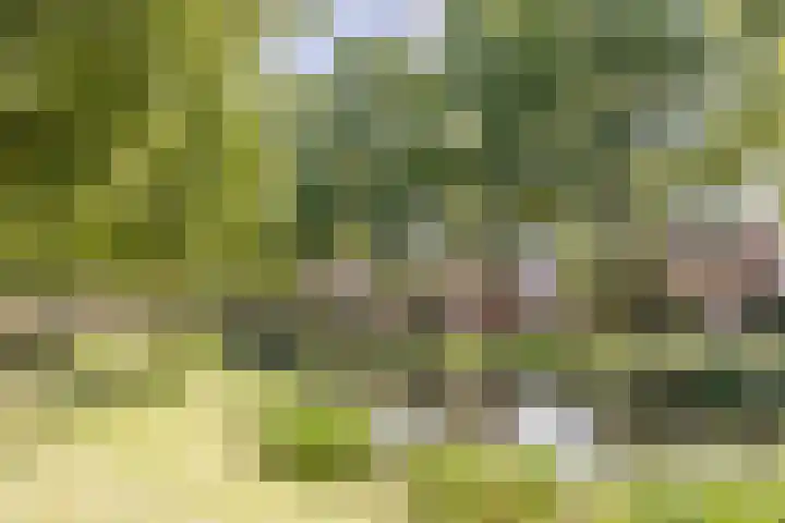 Haagwinde 2 Bladel thumbnail 41