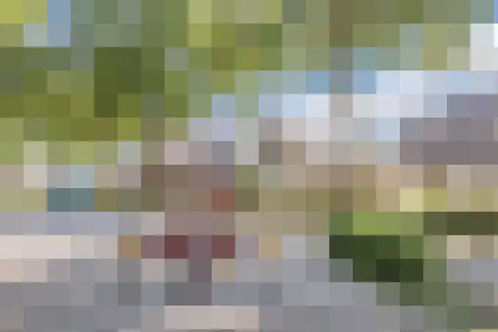 Haagwinde 2 Bladel thumbnail 45