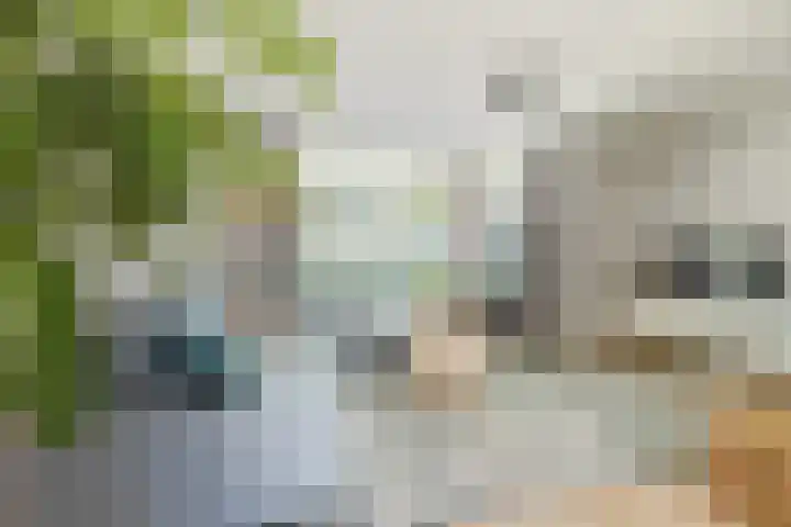 Haagwinde 2 Bladel thumbnail 8