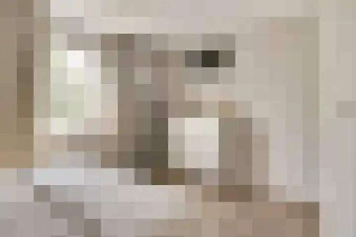 Haagwinde 9 Oudkarspel thumbnail 16