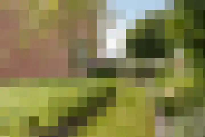 Haaijehoeke 11 Broeksterwâld thumbnail 20