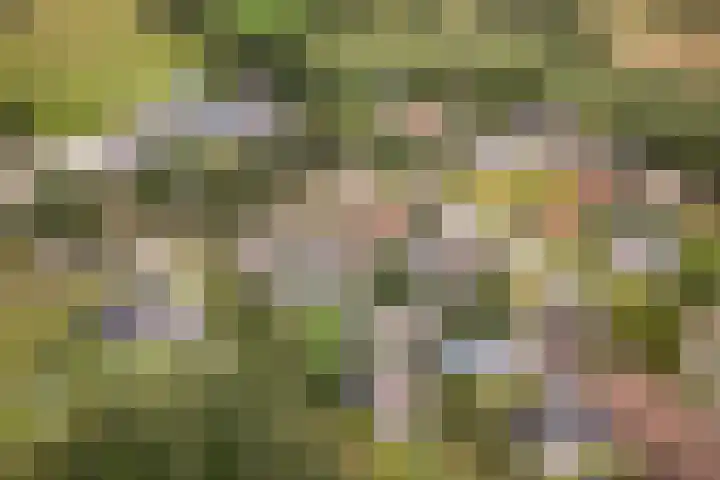Haaijehoeke 11 Broeksterwâld thumbnail 5