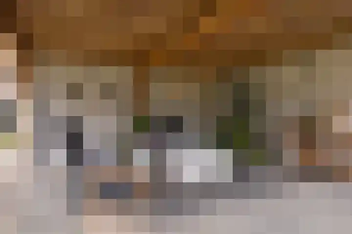 Haaijehoeke 11 Broeksterwâld thumbnail 56