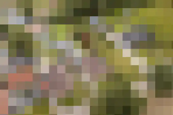 Haaijehoeke 11 Broeksterwâld thumbnail 6