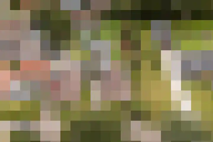 Haaijehoeke 11 Broeksterwâld thumbnail 7