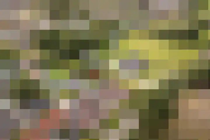 Haaijehoeke 11 Broeksterwâld thumbnail 8
