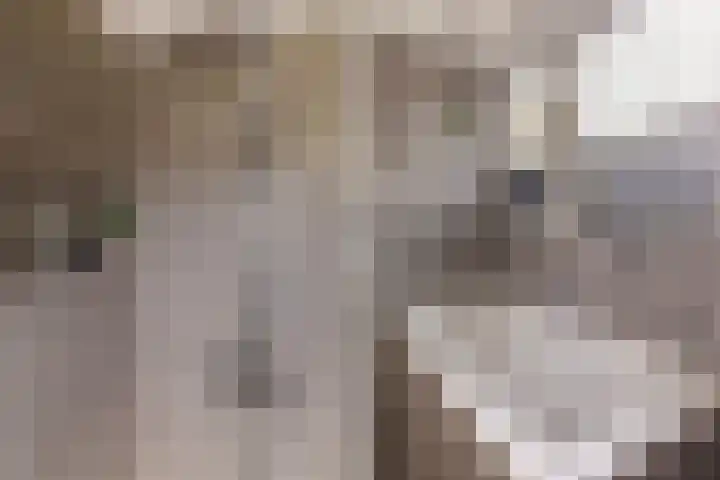 Haaijehoeke 11 Broeksterwâld thumbnail 87