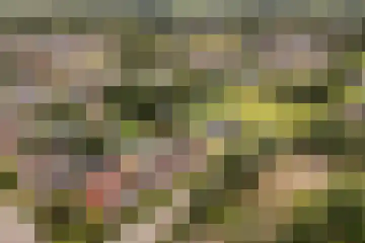 Haaijehoeke 11 Broeksterwâld thumbnail 9