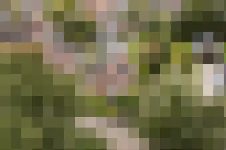Haaijehoeke 11 Broeksterwâld thumbnail 94