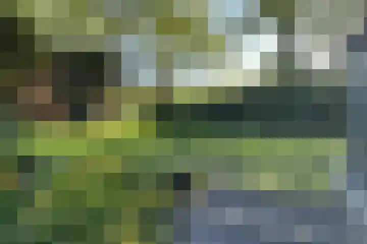 Haaijse Bos 39 Ouddorp thumbnail 20