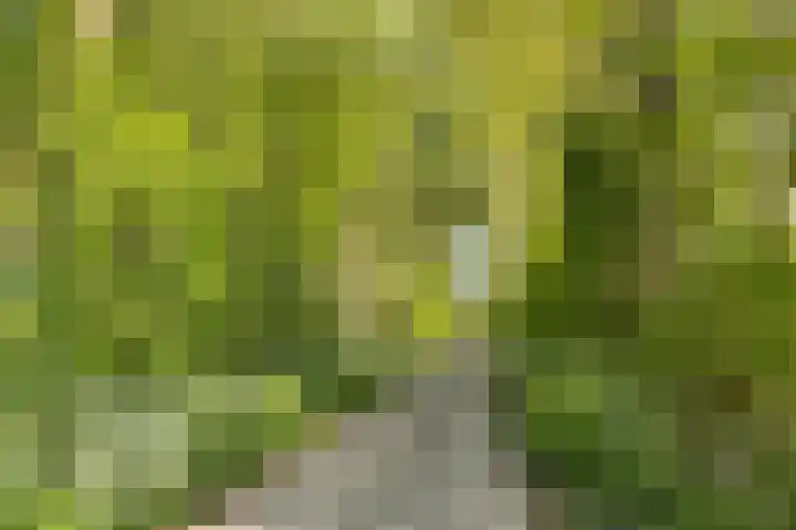 Haaijse Bos 39 Ouddorp thumbnail 27
