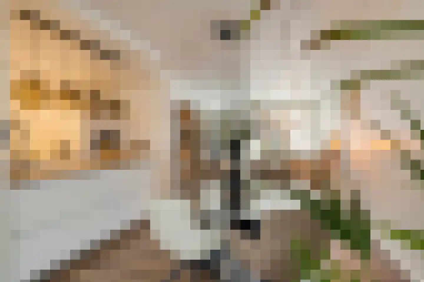 Haakbusruwe 8 Maastricht thumbnail 12