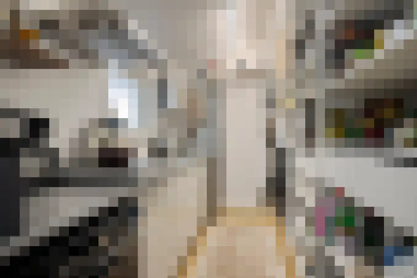 Haakbusruwe 8 Maastricht thumbnail 20