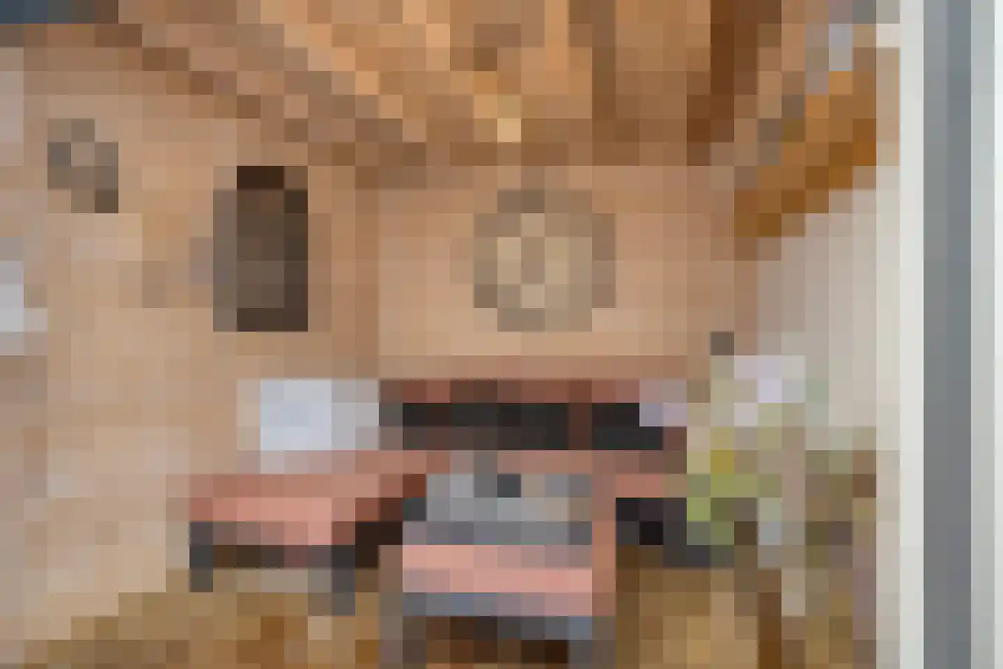 Haakbusruwe 8 Maastricht thumbnail 36