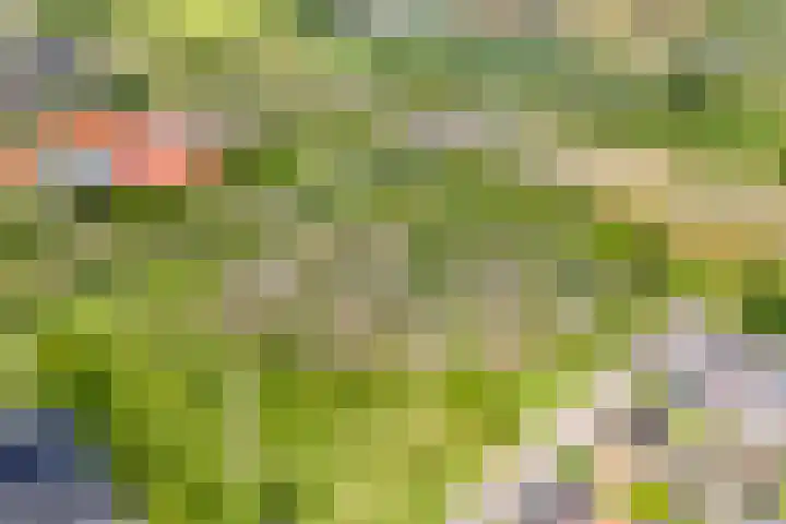 Haakmos 17 Zwolle thumbnail 34