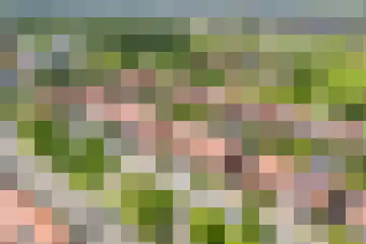 Haakmos 17 Zwolle thumbnail 35