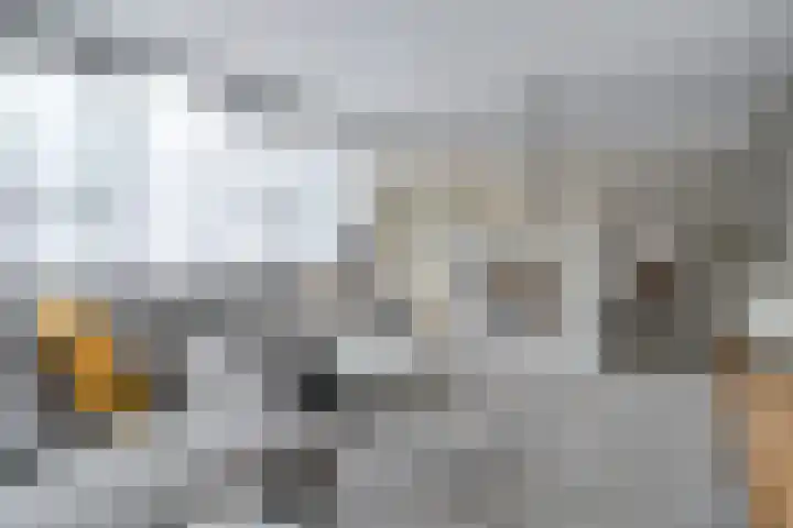 Haakmos 2 Zwolle thumbnail 16