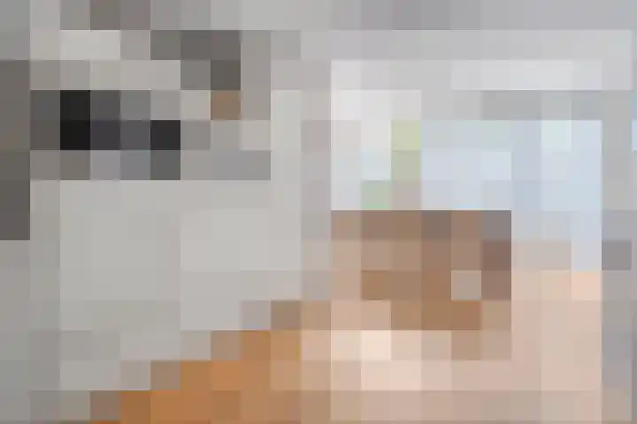 Haakmos 2 Zwolle thumbnail 23