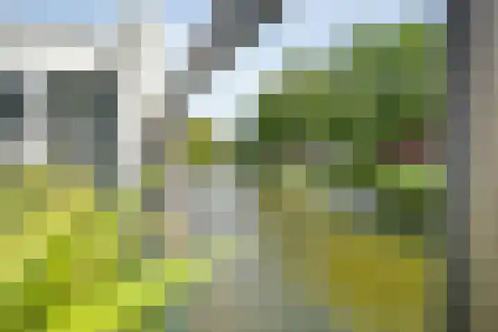 Haakmos 2 Zwolle thumbnail 50