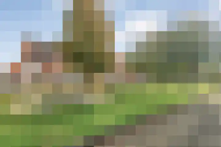 Haakmos 24 Zwolle thumbnail 42