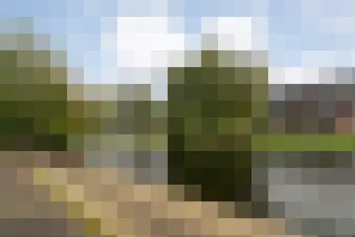 Haakmos 24 Zwolle thumbnail 44