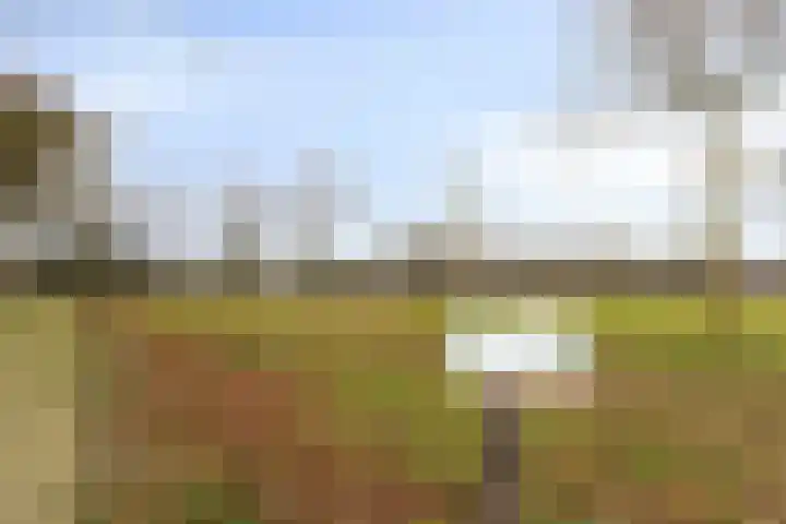 Haalakker 39 Oirlo thumbnail 29
