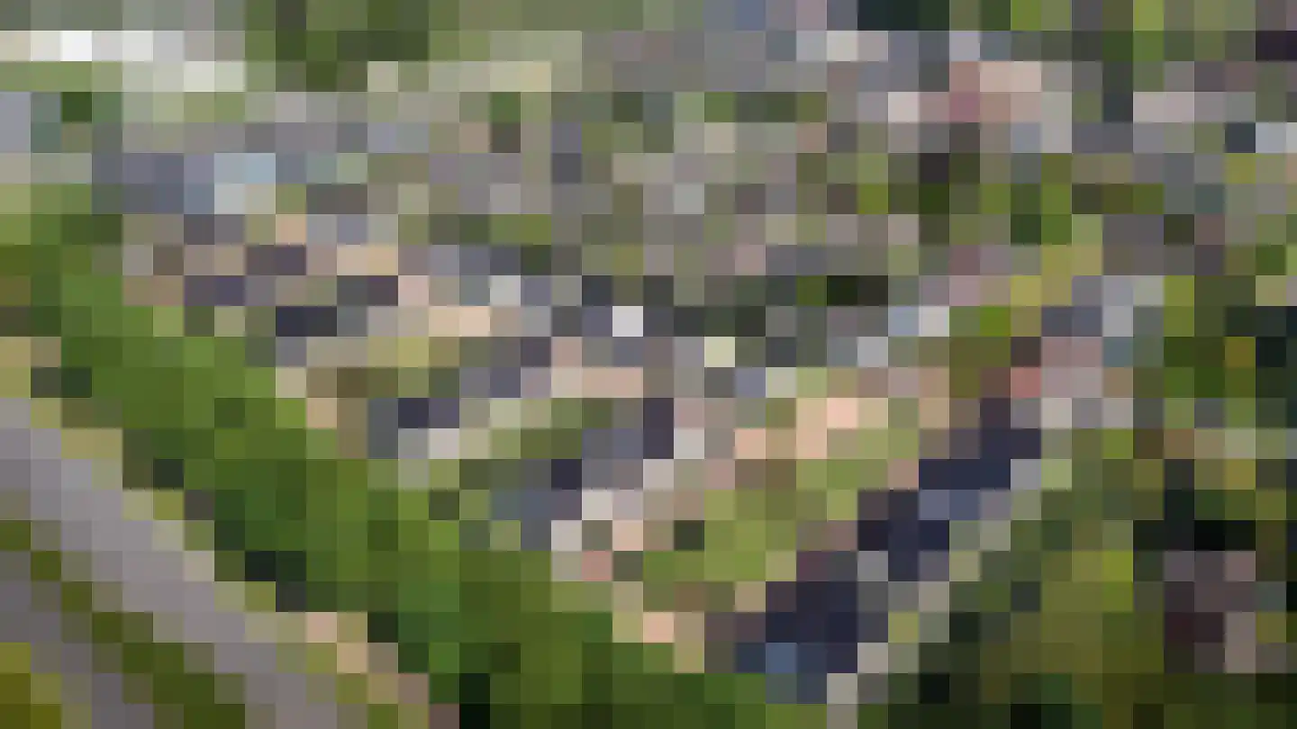 Haam 44 Veldhoven thumbnail 4