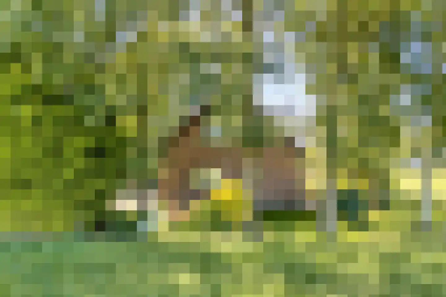 Haansweg 1 Raalte thumbnail 4