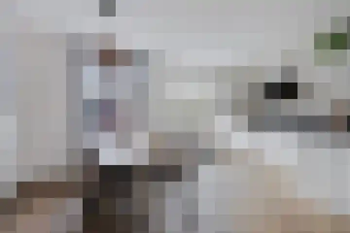 Haarbeemd 28 Bavel thumbnail 9