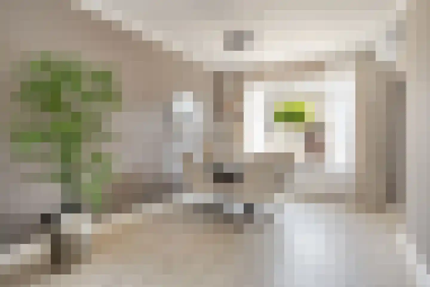 Haarlemstraat 41 's-Hertogenbosch thumbnail 7