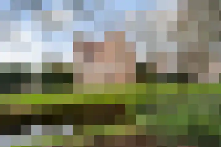 Haarmos 10 Reeuwijk thumbnail 40