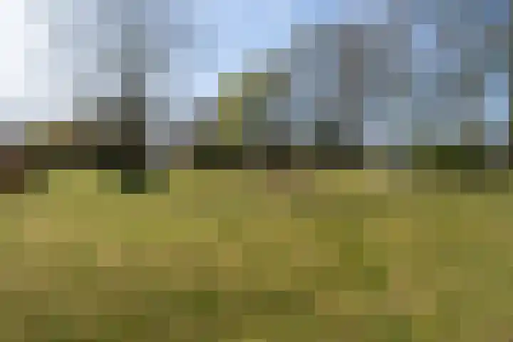 Haarmos 10 Reeuwijk thumbnail 42