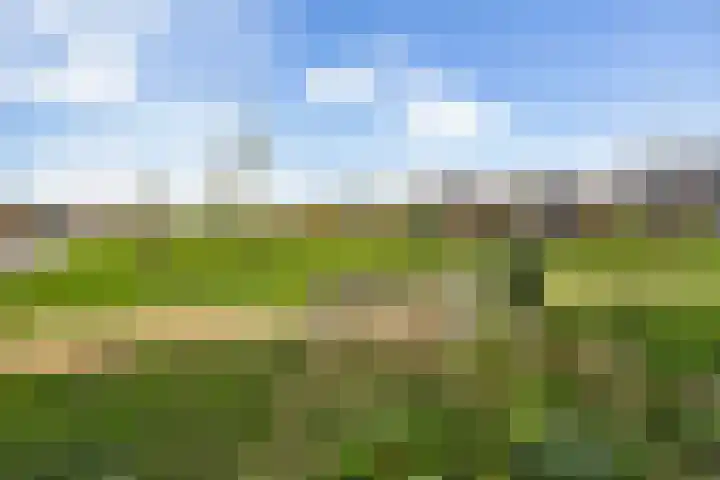 Haarmos 10 Reeuwijk thumbnail 45