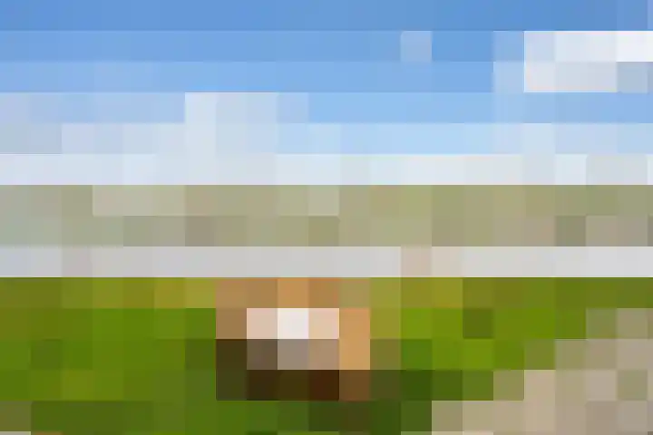 Haarmos 10 Reeuwijk thumbnail 47