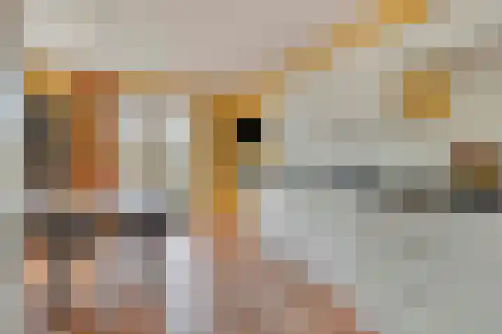 Haarspit 55 Denekamp thumbnail 16