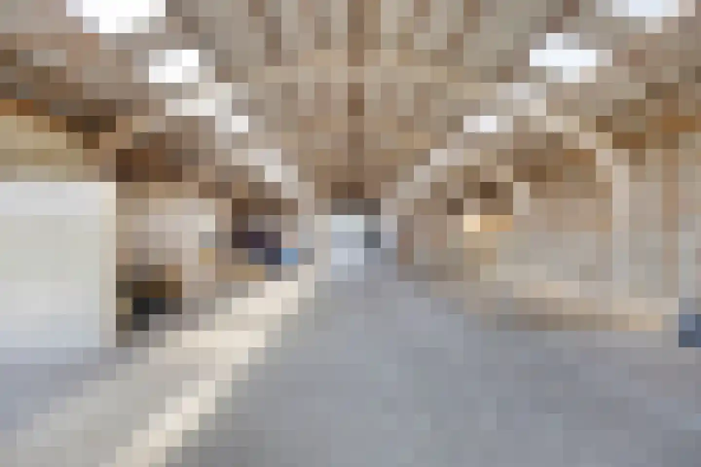 Haarsteegsestraat 51 A Haarsteeg thumbnail 57
