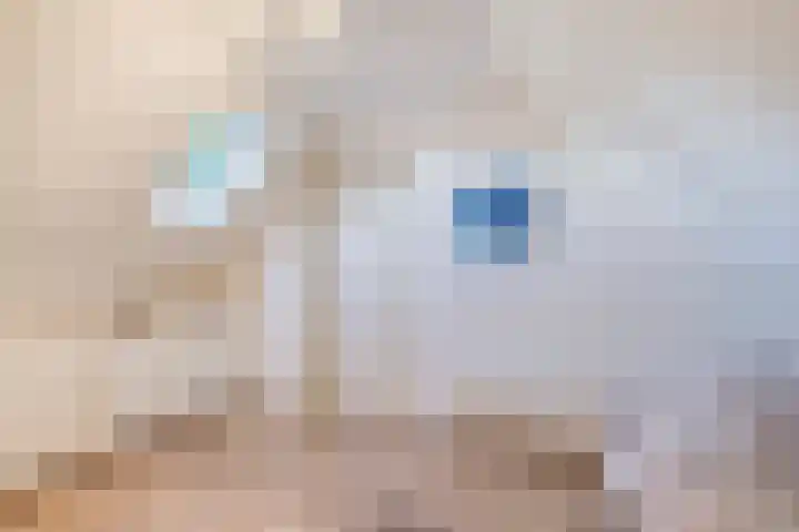 Haarveen 28 Foxwolde thumbnail 39