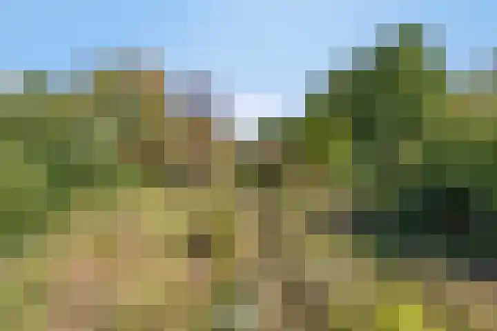 Haarveen 28 Foxwolde thumbnail 67