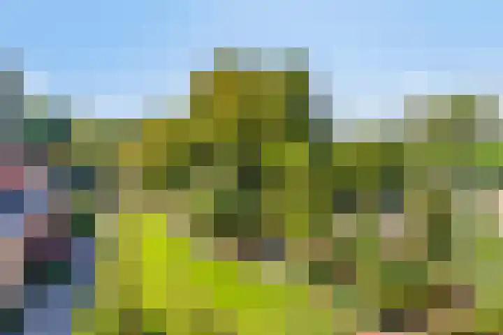 Haarveen 28 Foxwolde thumbnail 70