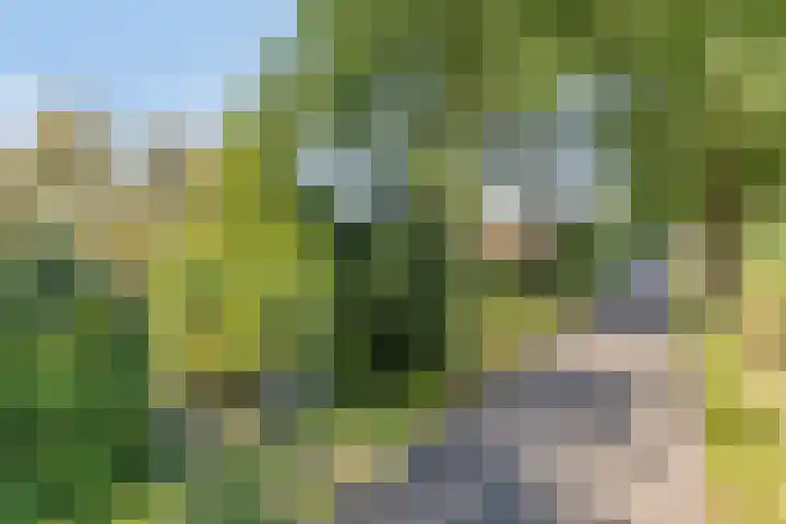 Haarveen 28 Foxwolde thumbnail 80