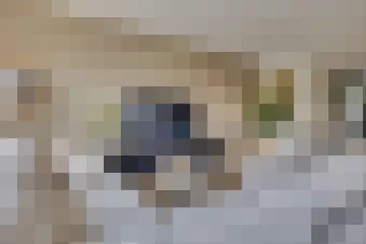 Haarzichtlaan 41 Vleuten thumbnail 13