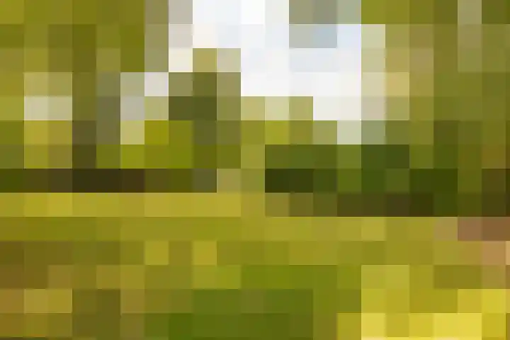 Haas 4 Koekange thumbnail 54