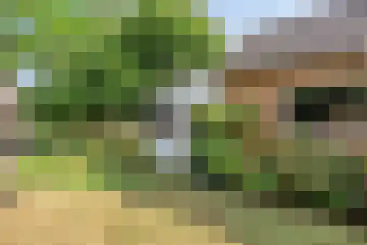 Haasdijk 57 Made thumbnail 39
