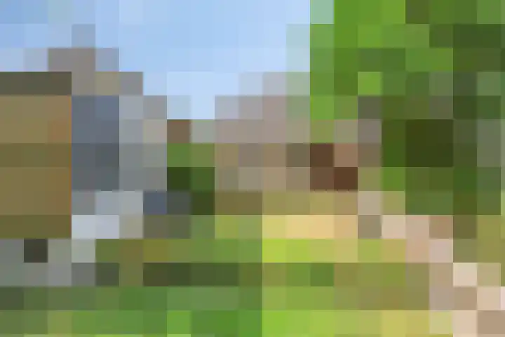 Haasdijk 57 Made thumbnail 4