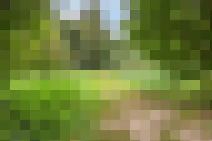 Haasdijk 57 Made thumbnail 42