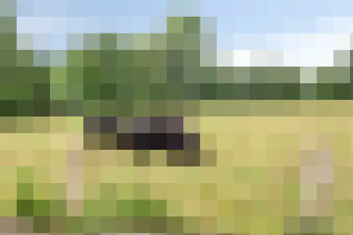 Haasdijk 57 Made thumbnail 45