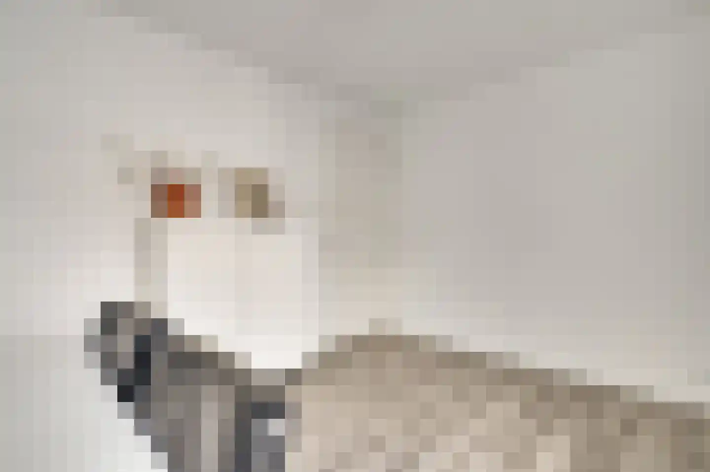 Hackenkamer 14 Maastricht thumbnail 12