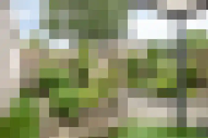 Hackfoirtstraat 34 Sevenum thumbnail 4