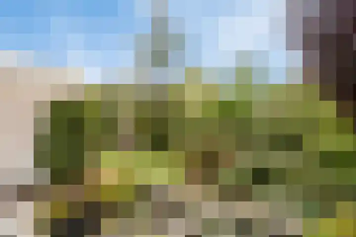 Hackfortallee 20 Duiven thumbnail 43